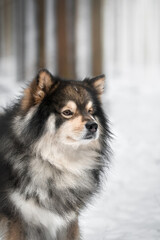 Portrait of Finnish Lapphund dog