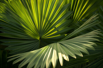 Palm leaves
