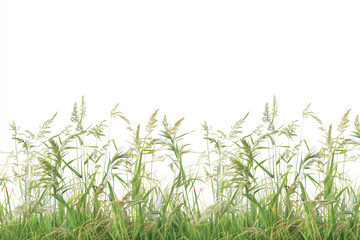 rasen gras wiese panorama - freigestellt auf weißem hintergrund