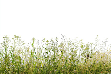 rasen gras wiese panorama - freigestellt auf weißem hintergrund