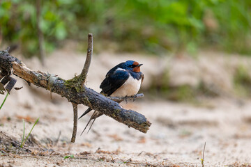 swallow  on a branch-Hirundinidae