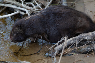 Beaver in its natural surroundings