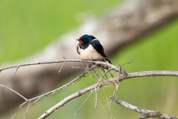 swallow  on a branch