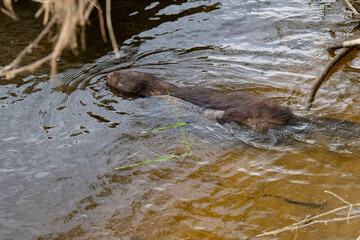 Beaver in its natural surroundings