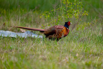 pheasant in the grass