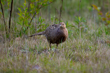 Pheasant - female 
