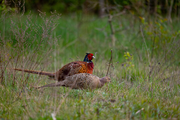 A pair of pheasants, a male and a female.