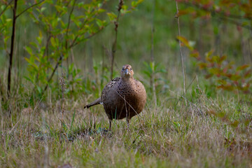 Pheasant - female 