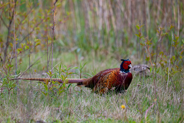 pheasant male in the wild