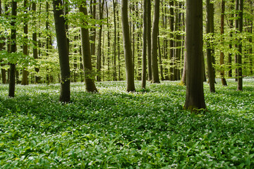 Nationalpark Hainich – Bärlauchblüte am Wanderweg Craulaer Kreuz