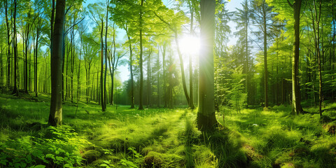 Grünes Wald Panorama im Sommer