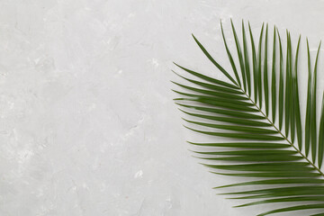 Green palm leaves on concrete background, top view