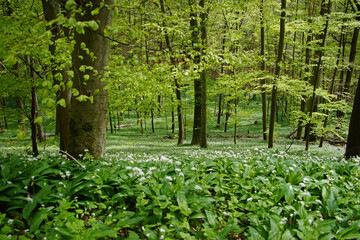 Nationalpark Hainich –