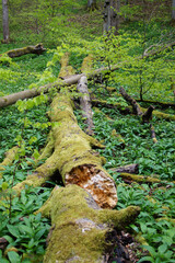 Nationalpark Hainich – Totholz, Natur Natur sein lassen