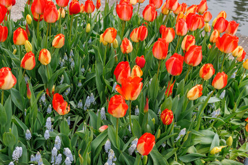 Die sTadt Den haag in den Niederlanden