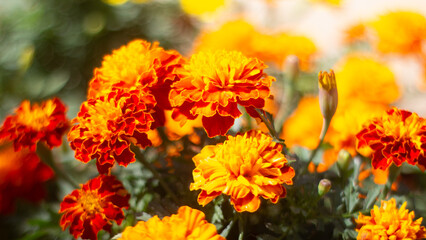 Beautiful yellow and orange flowers in bloom, in the garden