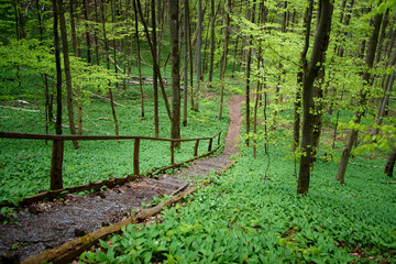 Nationalpark Hainich – Sperbersgrund, die Treppe im Wald