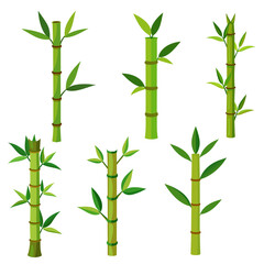 Set of green Bamboo stems isolated on the white background
