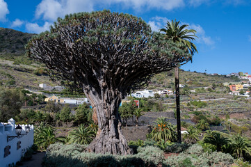 Dragon tree from Icod de los Vinos in Tenerife. It is over 16 m high and stretches its crown broadly into the sky.