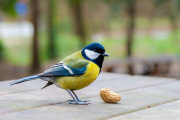 a parus major on a branch