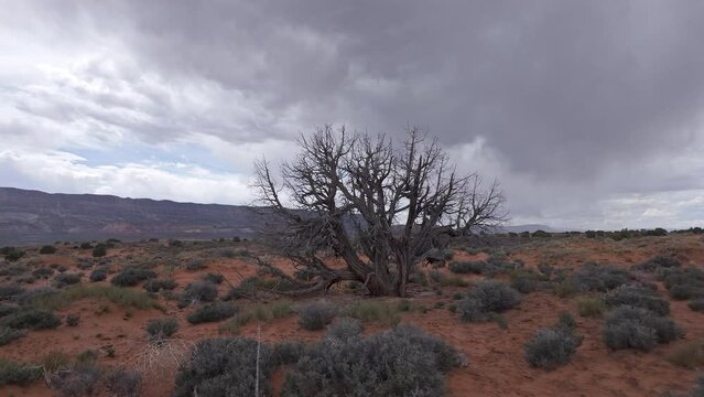 Walking through the desert in Utah near single tree during storm in Escalante.