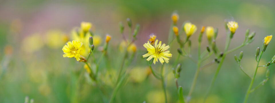 Ixeris dentata  in early summer