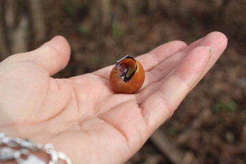 Snail shell, slugs on the female palm of the hand