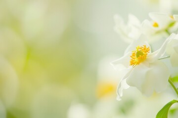 Fototapeta premium Macro jasmin flower outdoors blossom anemone.