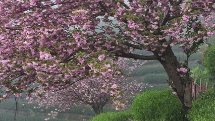blooming peach flowers on green hill