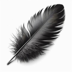 Obraz premium Black feather isolated on a white background