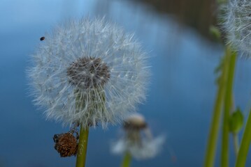 Dandelion withered with seed ball in front of the lake.
