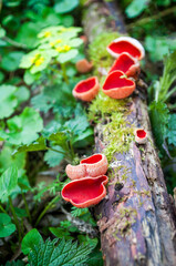 Red mushroom Scarlet elf cup (Sarcoscypha sp.) in the spring forest