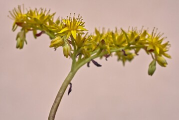 Yellow flower Kamchatka Stonecrop (Phedimus kamtschaticus)
