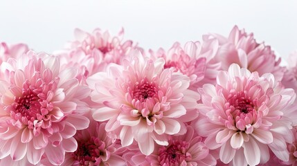 Gorgeous pink chrysanthemums bloom vibrantly against a pristine white backdrop