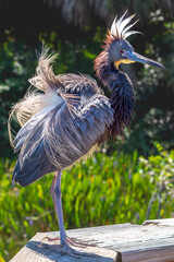 male tri-colored heron showing off his mating plumage