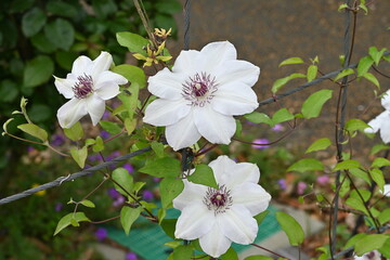 Clematis flowers. Ranunculaceae perennial vine. In Britain it is called the queen of the vines.