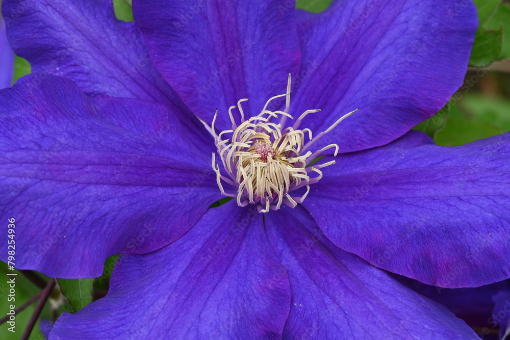 Poster clematis flowers. ranunculaceae perennial vine. in britain it is called the queen of the vines.