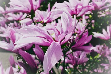 Magnolienbaum im Garten