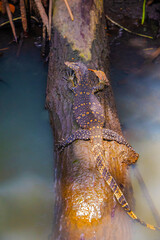 Asian water monitor(Varanus salvator) is swimming on river.