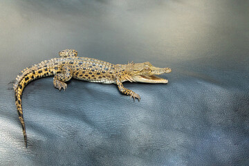 Little baby crocodile close up