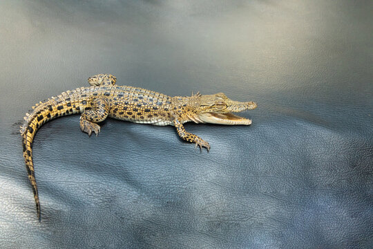 Little baby crocodile close up