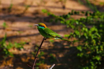 blue-cheeked bee-eater (Merops persicus)