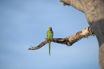 Rose-Ringed Parakeet in tree. (Psittacula Krameri)