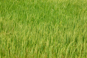 Beautiful golden rice field
