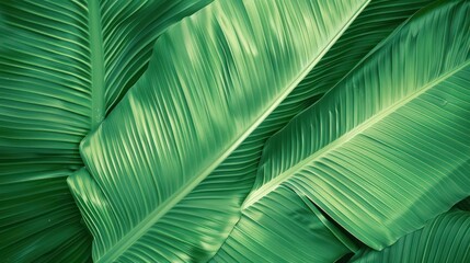 close-up nature view of tropical green leaves and palms background. Flat lay, dark nature concept