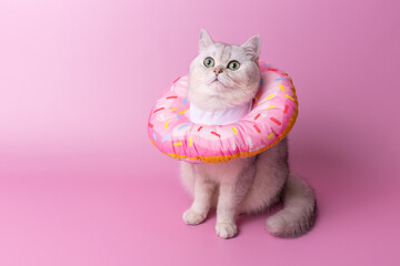 A white cat in a round soft protective collar made of fabric, sitting on pink background
