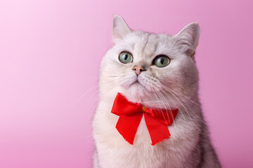 Portrait of white British cat, with a red bow on her chest, on a pink background,looks up