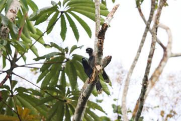 The azure-naped jay (Cyanocorax heilprini) is a species of bird in the family Corvidae. This photo was taken in Colombia.