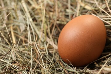 Fresh chicken egg on dried hay, closeup. Space for text