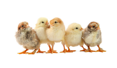 Many cute chicks isolated on white. Baby animals